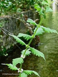 Attēlu rezultāti vaicājumam “Lycopus europaeus”