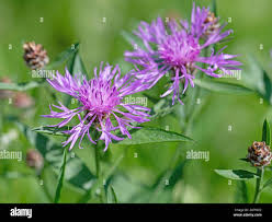 Attēlu rezultāti vaicājumam “Centaurea jacea flower”
