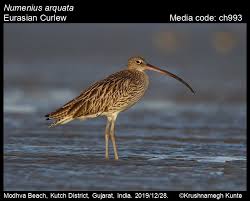 Attēlu rezultāti vaicājumam “Numenius arquata adult”