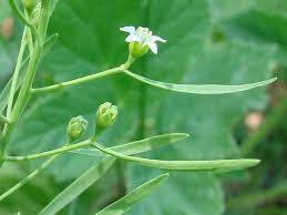 Attēlu rezultāti vaicājumam “Thesium ebracteatum”