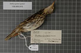 Image result for Anthus gustavi