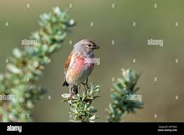 Attēlu rezultāti vaicājumam “Carduelis cannabina male”