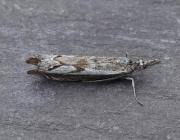 Attēlu rezultāti vaicājumam “Platytes alpinella”