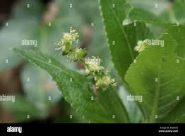 Attēlu rezultāti vaicājumam “Mercurialis perennis flower”