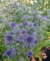 Image result for Eryngium `Blue Hobbit`