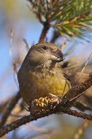 Attēlu rezultāti vaicājumam “Loxia pytyopsittacus”