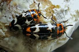 Attēlu rezultāti vaicājumam “Erotylidae”