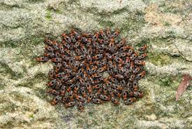 Attēlu rezultāti vaicājumam “Psocoptera”