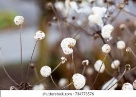 Attēlu rezultāti vaicājumam “Anemone sylvestris bud”