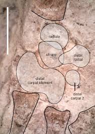 Attēlu rezultāti vaicājumam “Pelophylax adult”