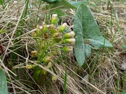 Attēlu rezultāti vaicājumam “Petasites spurius”
