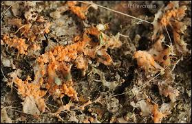 Attēlu rezultāti vaicājumam “Erythricium aurantiacum”