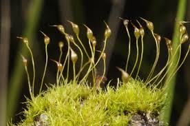 Attēlu rezultāti vaicājumam “Dicranella staphylina”