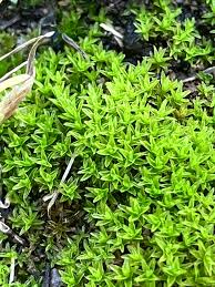 Attēlu rezultāti vaicājumam “Barbula convoluta sporophyte”