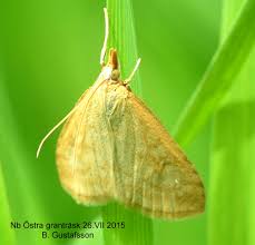 Attēlu rezultāti vaicājumam “Udea lutealis”