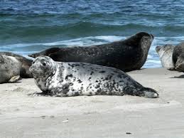 Image result for Halichoerus grypus