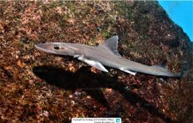 Image result for Mustelus antarcticus