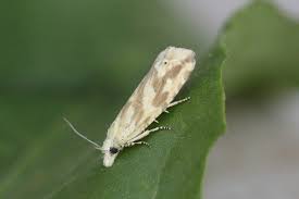 Attēlu rezultāti vaicājumam “Thiodia citrana”