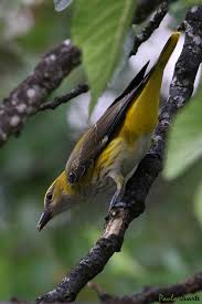 Attēlu rezultāti vaicājumam “Oriolus oriolus”