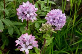 Attēlu rezultāti vaicājumam “Campanula glomerata flower”