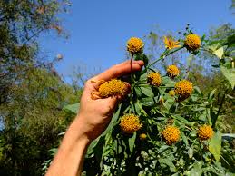 Attēlu rezultāti vaicājumam “Helianthus tuberosus flower”