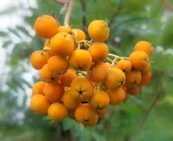 Attēlu rezultāti vaicājumam “Sorbus aucuparia fruit”