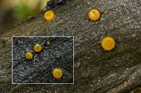 Attēlu rezultāti vaicājumam “Miladina lecithina”