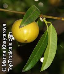 Attēlu rezultāti vaicājumam “Betula humilis fruit”