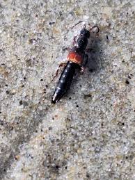 Billedresultat for rovbille