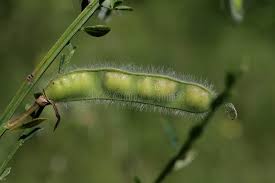 Attēlu rezultāti vaicājumam “Cytisus scoparius fruit”