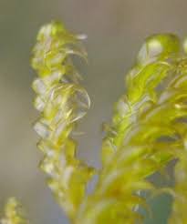 Attēlu rezultāti vaicājumam “Calliergonella lindbergii”