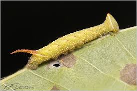 Attēlu rezultāti vaicājumam “Sphingidae”