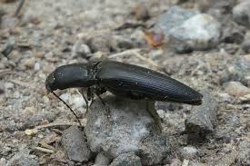 Attēlu rezultāti vaicājumam “Ectinus aterrimus”