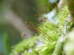 Attēlu rezultāti vaicājumam “Distichium capillaceum”