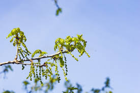 Attēlu rezultāti vaicājumam “Quercus robur male flower”