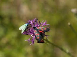 Attēlu rezultāti vaicājumam “Zygaena viciae”