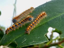 Attēlu rezultāti vaicājumam “Lasiocampa quercus imago”