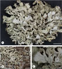 Attēlu rezultāti vaicājumam “Ramalina pollinaria”