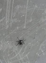 Attēlu rezultāti vaicājumam “Macrosiphoniella absinthii”