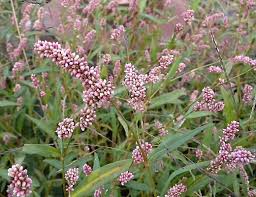 Attēlu rezultāti vaicājumam “Persicaria maculosa leaf”