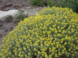 Image result for Alyssum diffusum