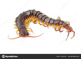 Attēlu rezultāti vaicājumam “Chilopoda”