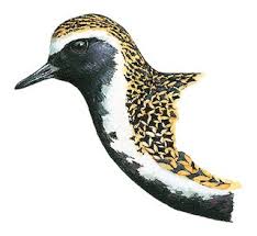 Attēlu rezultāti vaicājumam “Pluvialis apricaria adult”