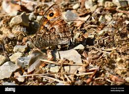Attēlu rezultāti vaicājumam “Hipparchia semele”