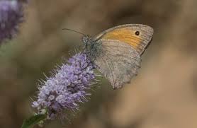Attēlu rezultāti vaicājumam “Hyponephele lycaon female”