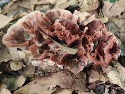 Image result for Podoscypha multizonata