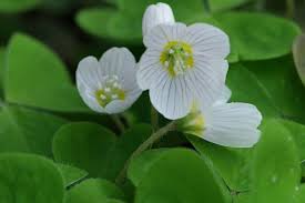 Attēlu rezultāti vaicājumam “Oxalis acetosella fruit”