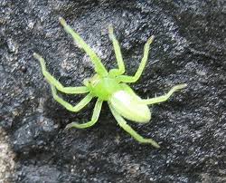 Attēlu rezultāti vaicājumam “Micrommata virescens”