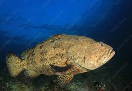 Image result for Dermatolepis inermis