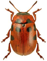 Attēlu rezultāti vaicājumam “Gonioctena viminalis”